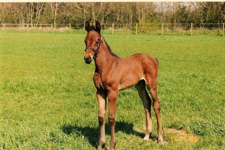 Dansk Varmblod José af Granly billede 13