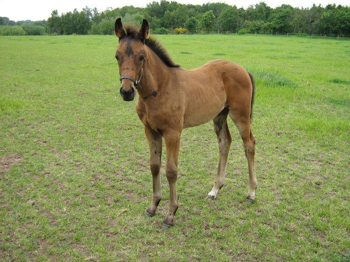Dansk Varmblod José af Granly billede 14