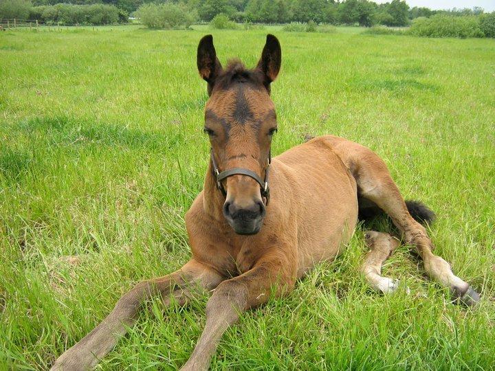 Dansk Varmblod José af Granly billede 15