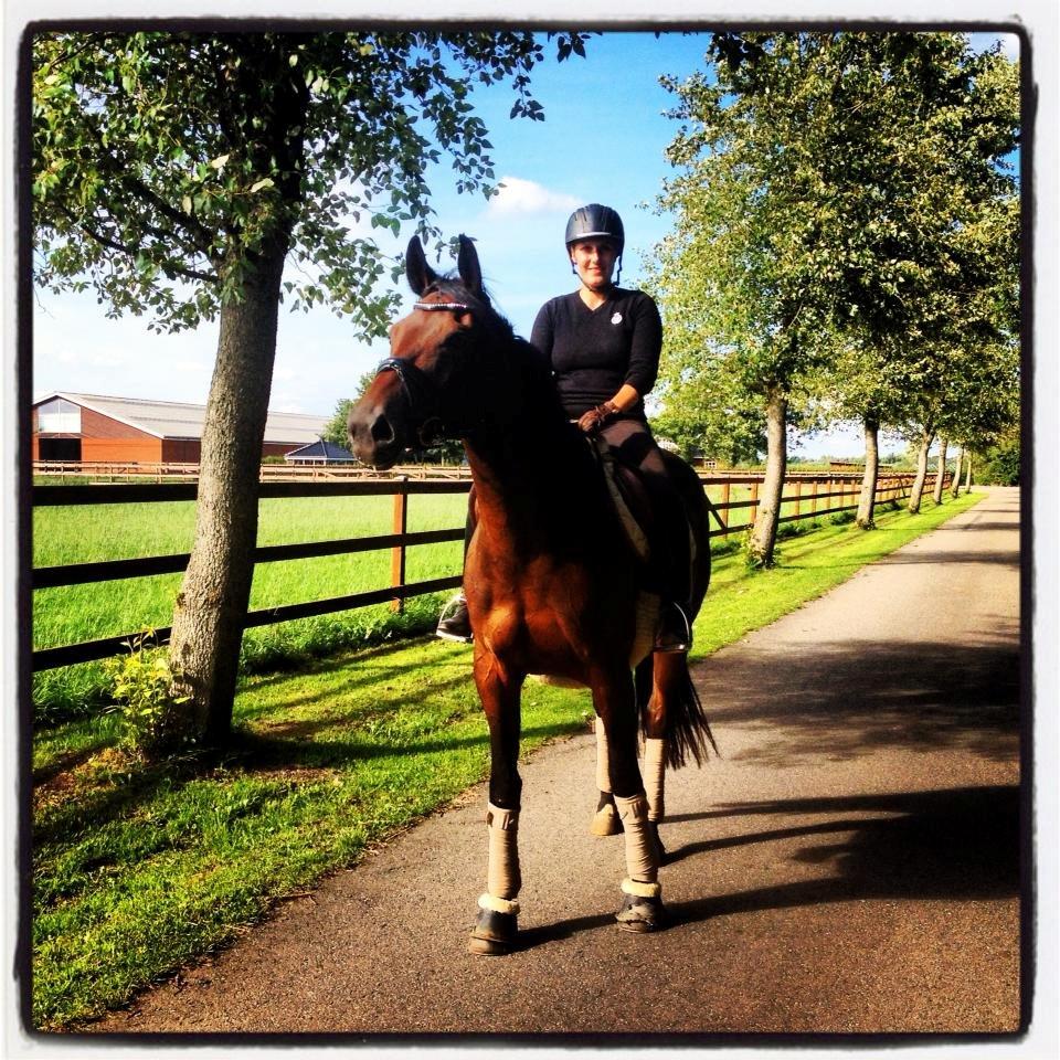 Dansk Varmblod José af Granly billede 2