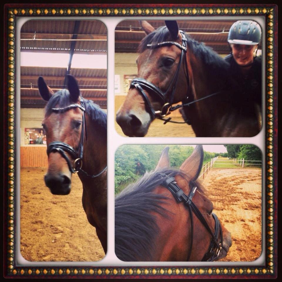 Dansk Varmblod José af Granly billede 4