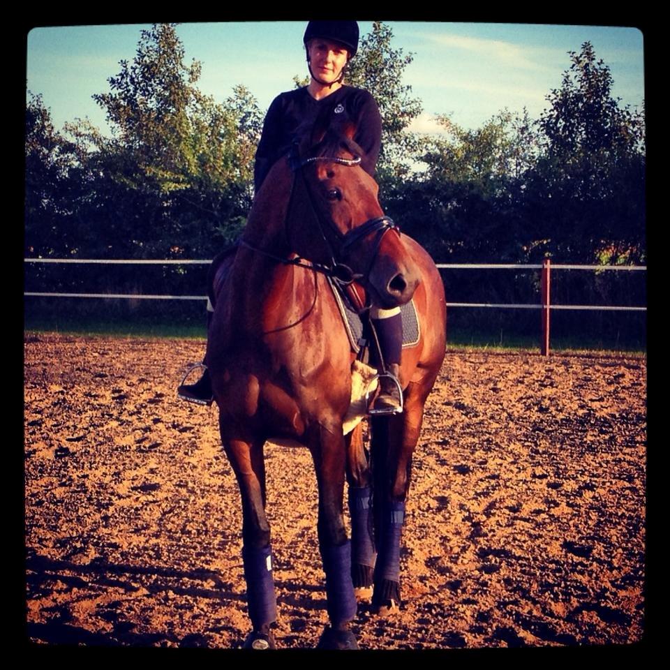 Dansk Varmblod José af Granly billede 1