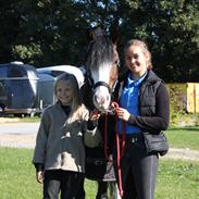 Welsh Pony af Cob-type (sec C) Thers Mickey Mouse