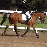 Hollandsk Sportspony K.c van de coninckserve