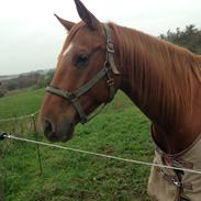 Quarter peppy maclou design 