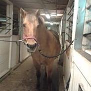 Anden særlig race <3 Gimle <3 (Himmel Hest)