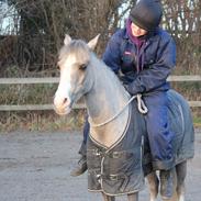 Hollandsk Sportspony Silvera