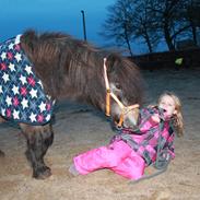 Knabstrupper Gizmo [min søsters pony]