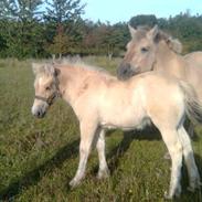 Anden særlig race Gry