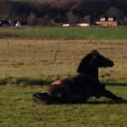 Anden særlig race Bonanza 