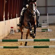 Polsk Ædelt Halvblod Niko