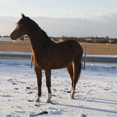 Welsh Partbred (Sec F) Skovsmindes Angelique (Angie)