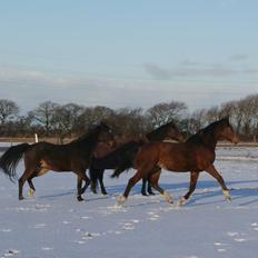 Welsh Partbred (Sec F) Skovsmindes Angelique (Angie)