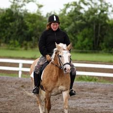 Tyroler Haflinger Nilly Kyhnaeb