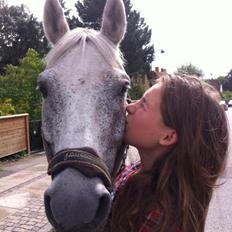 Anden særlig race Pajasso