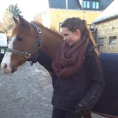 Belgisk Sportspony Ratina