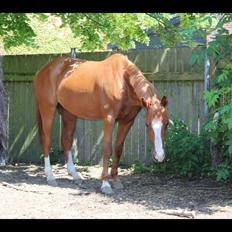 Belgisk Sportspony Ratina