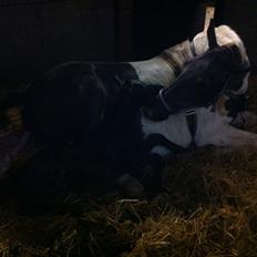 Anden særlig race Finest Mocca