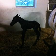 Anden særlig race Finest Mocca