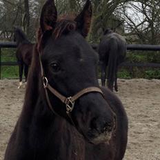 Anden særlig race Finest Mocca