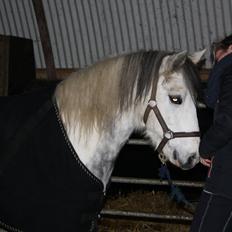 Anden særlig race Müseli<3 ( bornholms og klub mester )