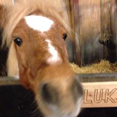 Shetlænder Lukas