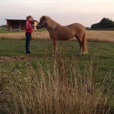 Islænder Tritla - Trille <3