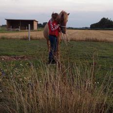 Islænder Tritla - Trille <3