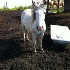 Anden særlig race Sofie