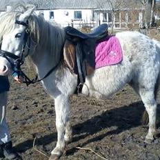 Anden særlig race Sofie