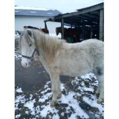 Anden særlig race Sofie