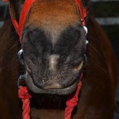 New Forest Mister twostar (tidl. Part)