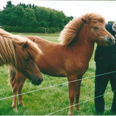 Islænder Vá Fra Arnakke
