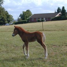 Islænder Vá Fra Arnakke
