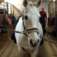 Anden særlig race Albert