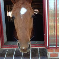 Quarter peppy maclou design 