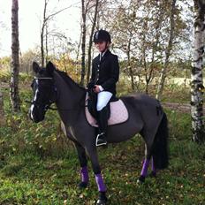 Welsh Mountain (sec A) Naturel Mini