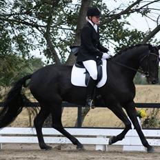 Dansk Varmblod Comtessen