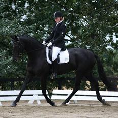 Dansk Varmblod Comtessen