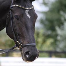 Dansk Varmblod Comtessen