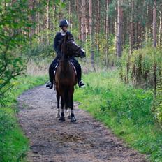 Tysk Sportspony Dorina