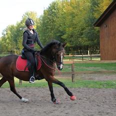 Tysk Sportspony Dorina