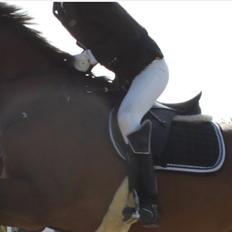 Dansk Varmblod Reynaldo *Stjernehesten* *På genoptræning*