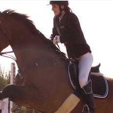 Dansk Varmblod Reynaldo *Stjernehesten* *På genoptræning*