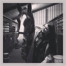 Dansk Varmblod Red Romance