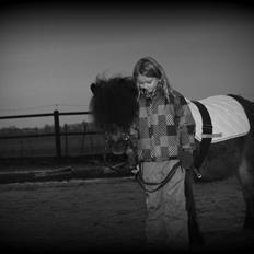 Knabstrupper Gizmo [min søsters pony]