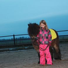 Knabstrupper Gizmo [min søsters pony]