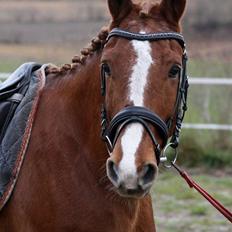 Frederiksborg Lia Toftedal •RIP•