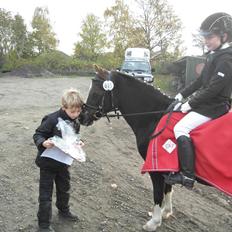 Welsh Mountain (sec A) Thaemen's Paola (Mille)