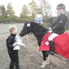 Welsh Mountain (sec A) Thaemen's Paola (Mille)